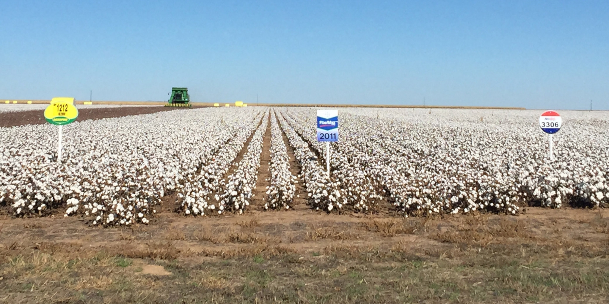 Cotton varieties eyed in AgriLife Extension trials on Texas High Plains