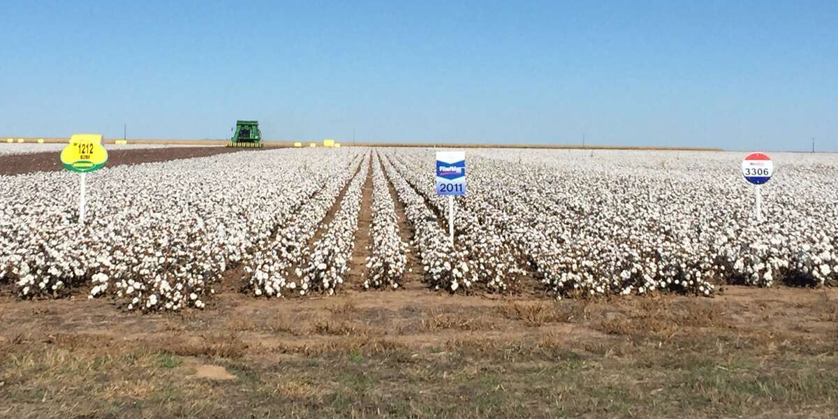 Dr. Jourdan Bell, Texas A&M AgriLife Extension Service agronomist in Amarillo, is planting her cotton variety trials. This is last year’s trial.