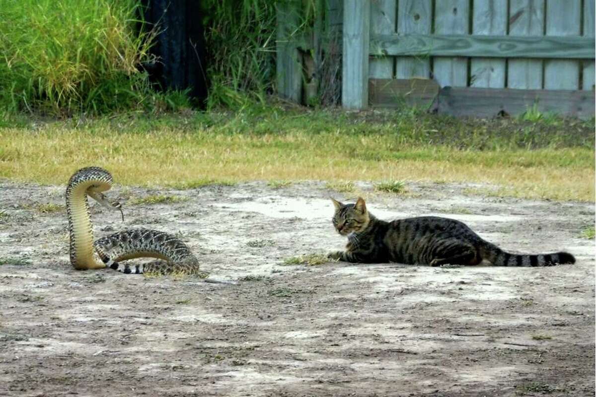 Кошка змея фото