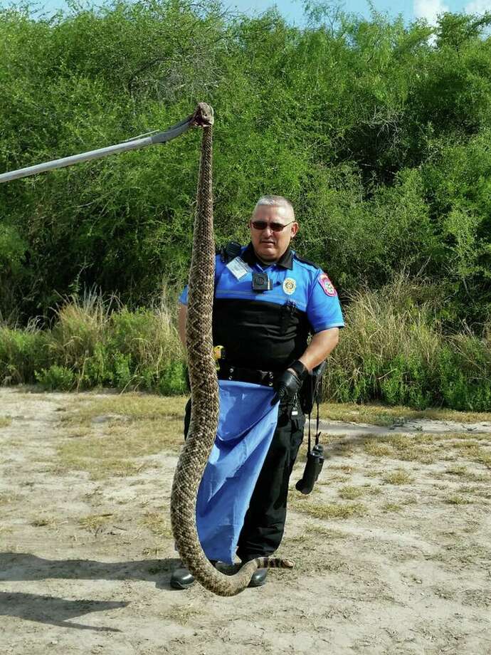 Huge rattlesnake spotted by South Texas birdwatching group caught on