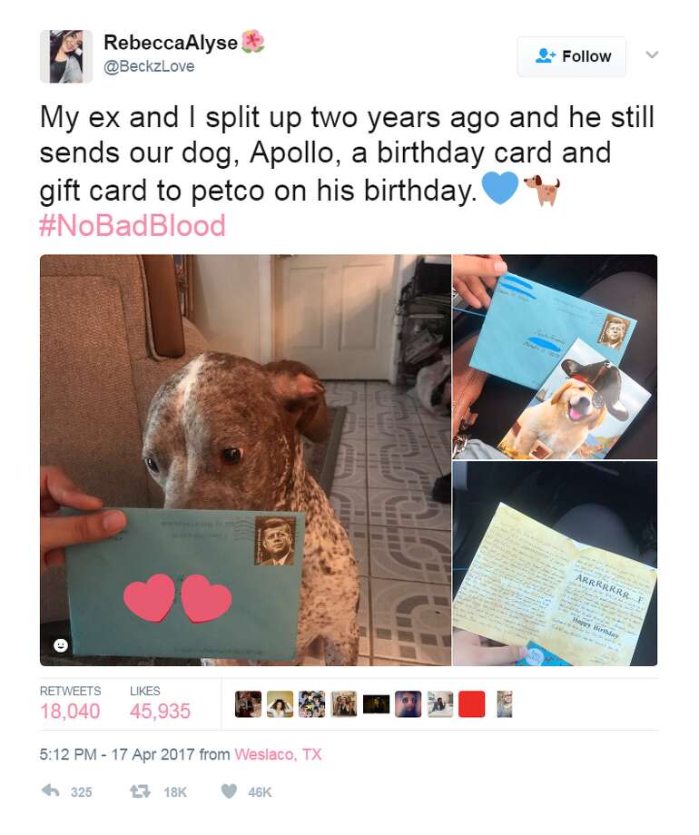 petco dog birthday gift