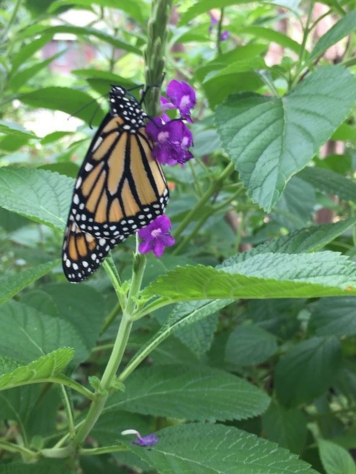 Ask the Master Gardener: Everyone can help the monarch butterfly