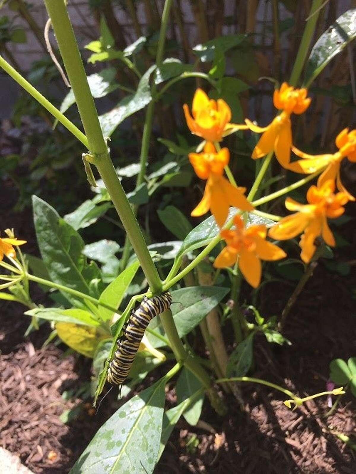 Monarch caterpillar rests atop Mexican milkweed.