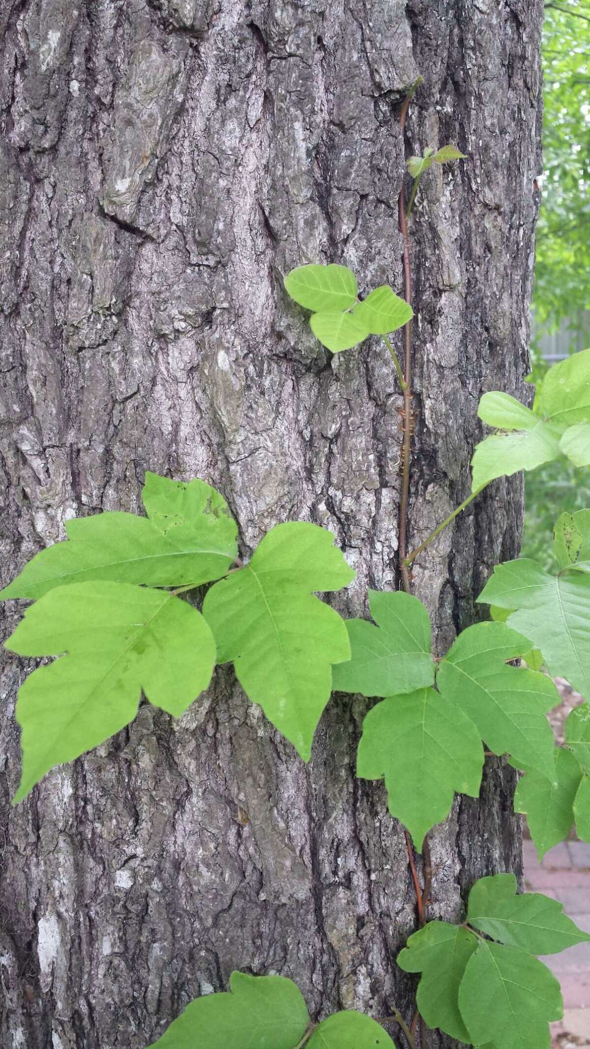 Leaves of Three, Let It Be' Should Be 'Leaflets of Three - Indiana Yard and  Garden - Purdue Consumer HorticulturePurdue University Indiana Yard and  Garden – Purdue Consumer Horticulture