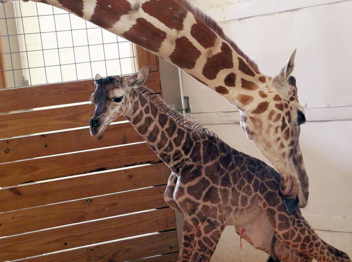 Did You Know April The Giraffe Can Paint