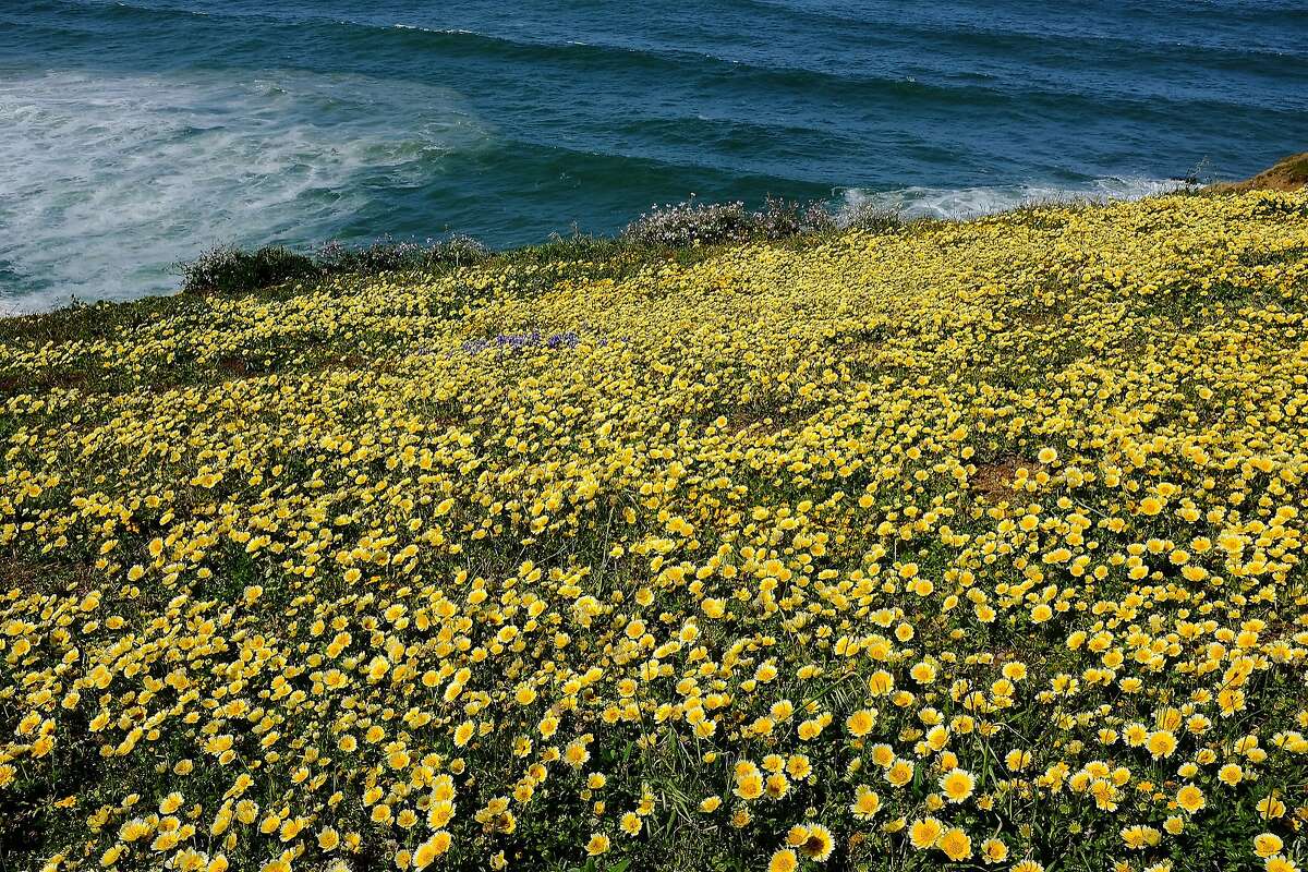 Coastal Wildflowers Whos Got The Better Bloom Pacifica Or Pt Reyes