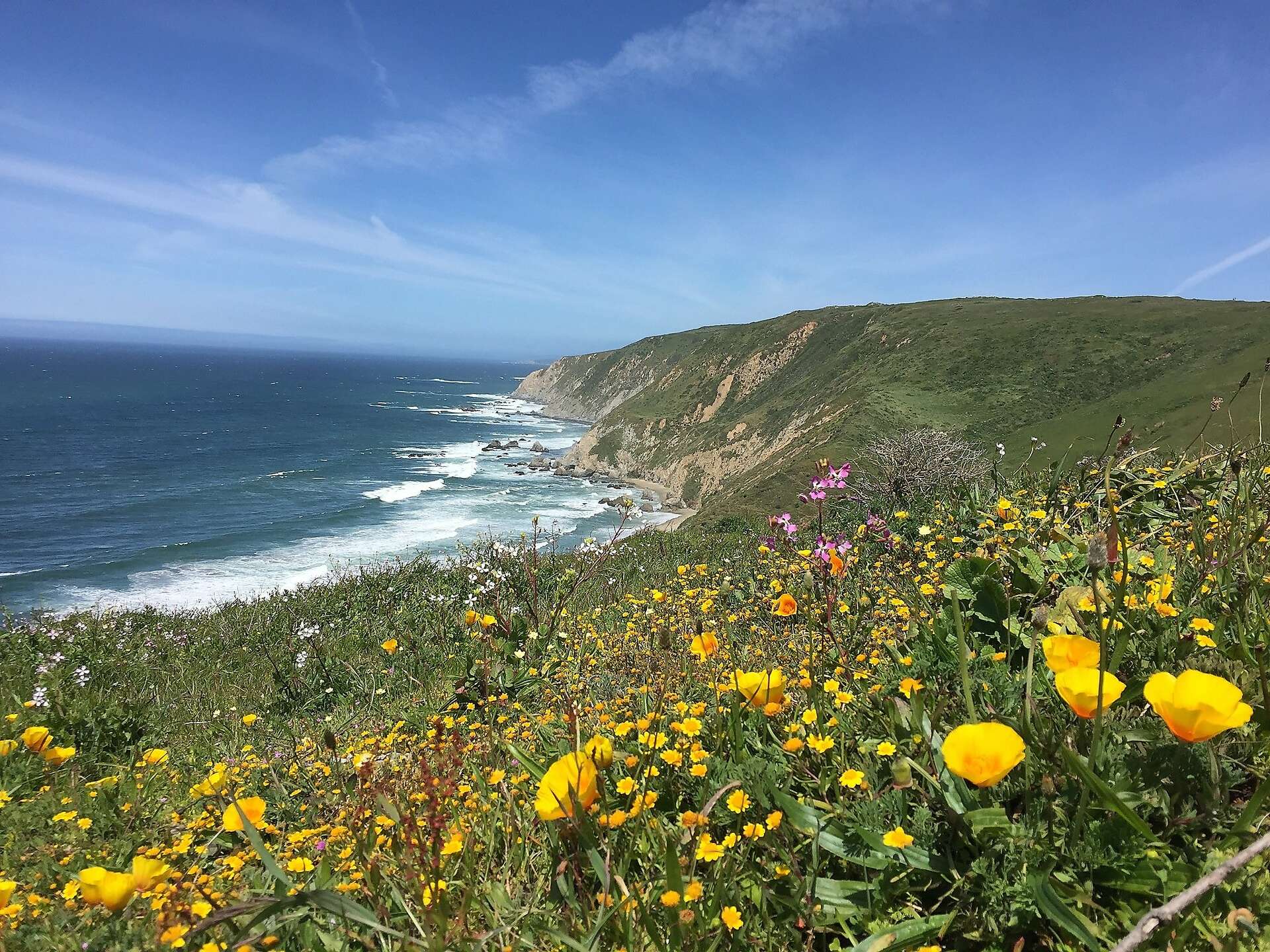 Point Reyes Poppy Flower Coastal wildflowers: Who's got the better bloom, Pacifica or Pt. Reyes?