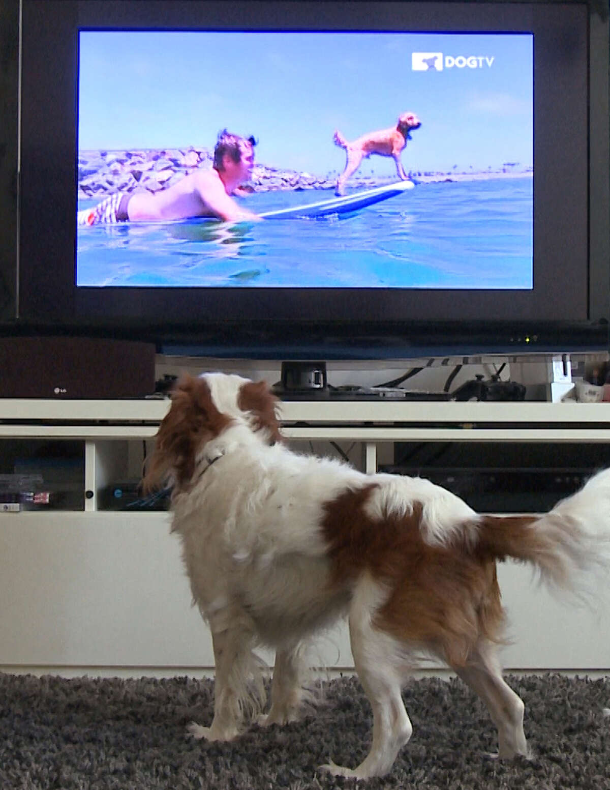 Dog tv. Дог ТВ. Собака и телевизор. Собака у телика. Телевизор для питомца.