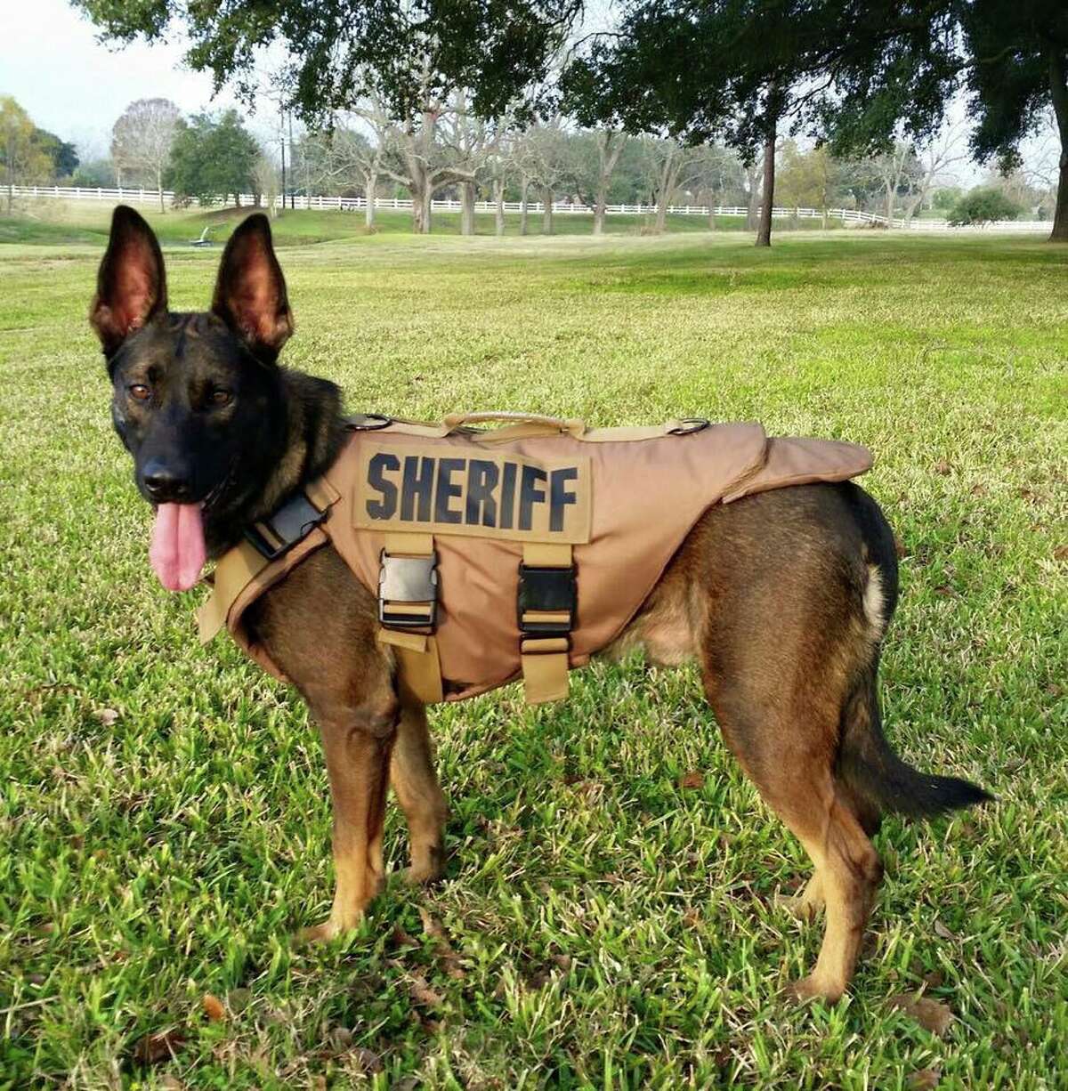 Venomous animals K9 Rudy, the Fort Bend County Sheriff's Office police dog, was recently bit by a venomous snake but is expected to make a full recovery. Click through to see the most venomous snakes, spiders and bugs in Texas.
