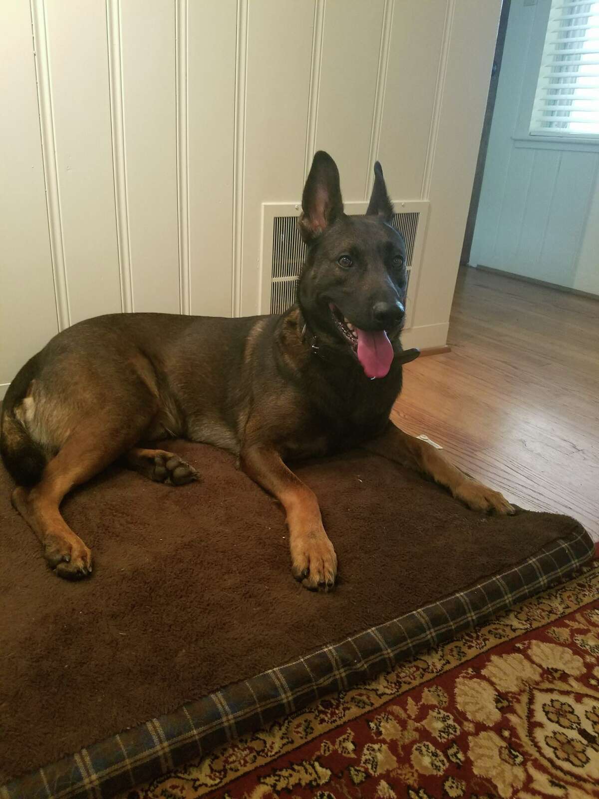 K9 Rudy, the Fort Bend County Sheriff's Office police dog, was recently bit by a venomous snake but is expected to make a full recovery.
