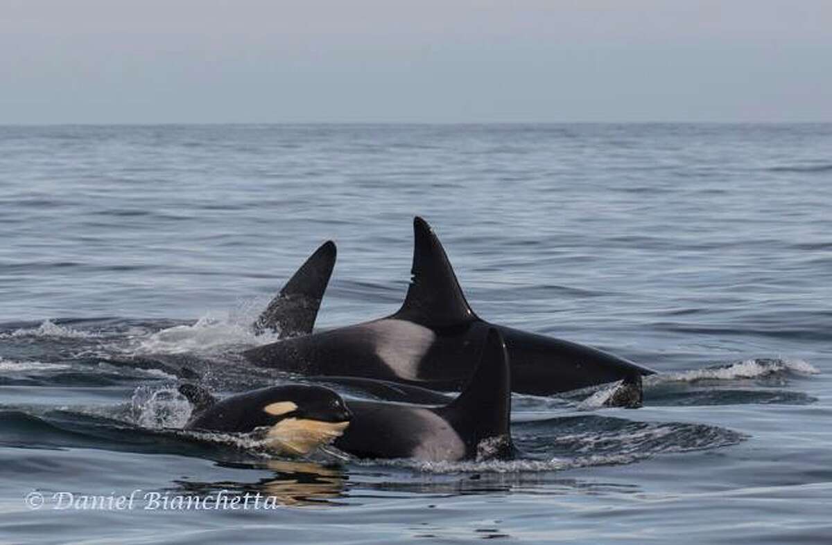 Photographers snapped some amazing pictures of killer whales and humpbacks while watching off the coast of Monterey, Calif. in April 2017. 