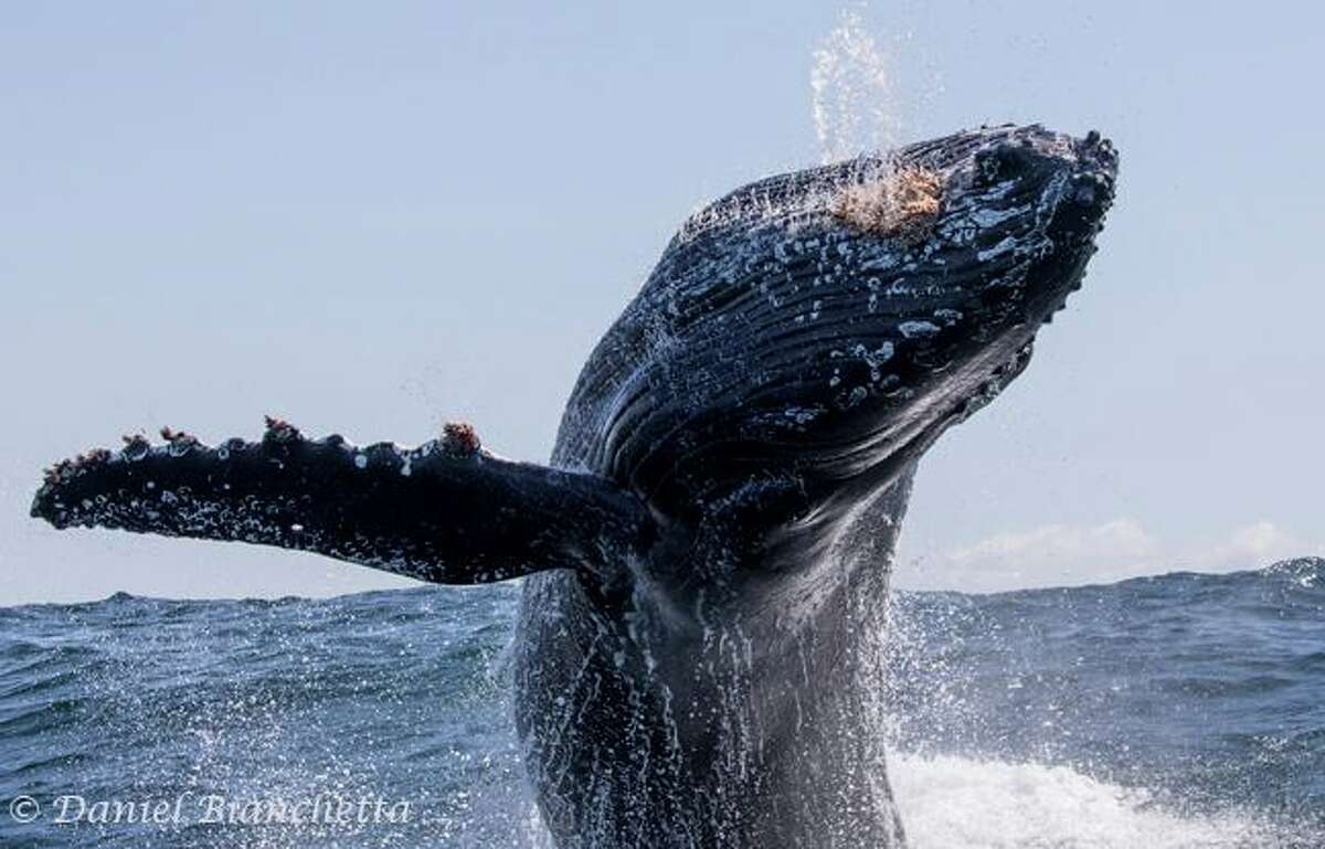 Pod of humpbacks and hundreds of sea lions circle boat in Monterey Bay