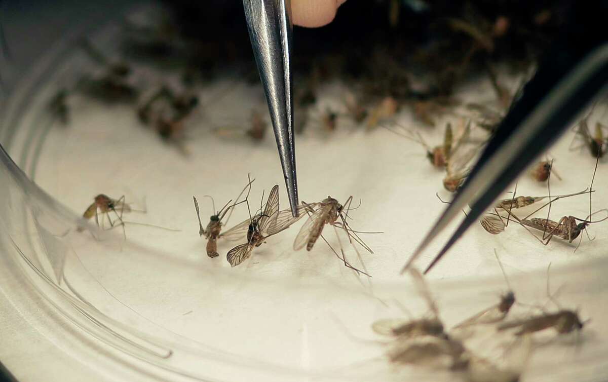 FILE-In this Feb. 11, 2016 file photo, Dallas County Mosquito Lab microbiologist Spencer Lockwood sorts mosquitos collected in a trap in Hutchins, Texas, that had been set up in Dallas County near the location of a confirmed Zika virus infection. Cuts to foreign aid, as proposed by the Trump administration, will severely limit our ability to slow the spread of diseases like Zika. More than 300 cases of the Zika virus have been identified in Texas. (AP Photo/LM Otero, File)