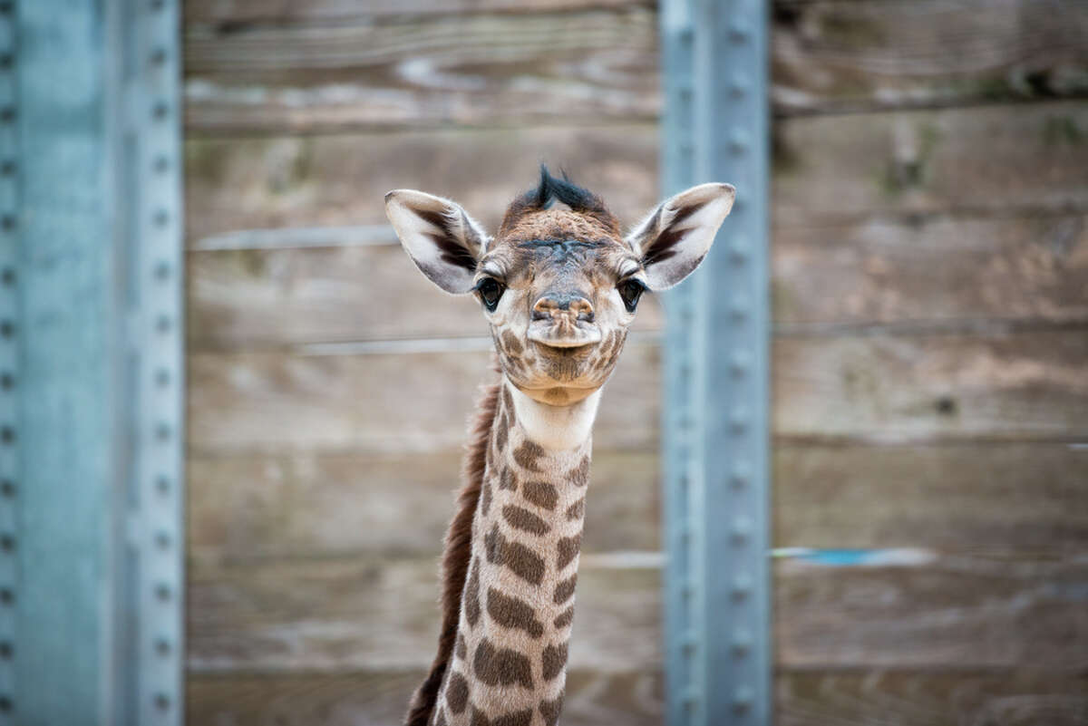 Houston Zoo Announces The Birth Of Another New Giraffe