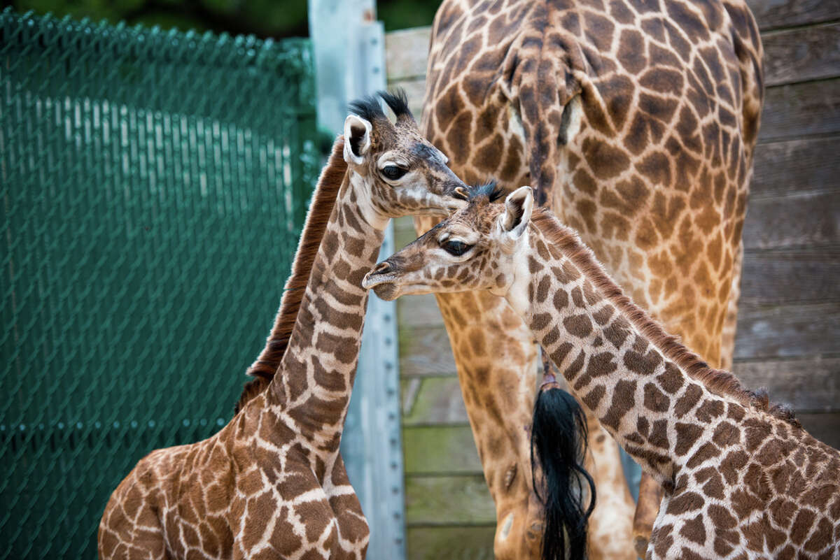 Houston Zoo Announces The Birth Of Another New Giraffe