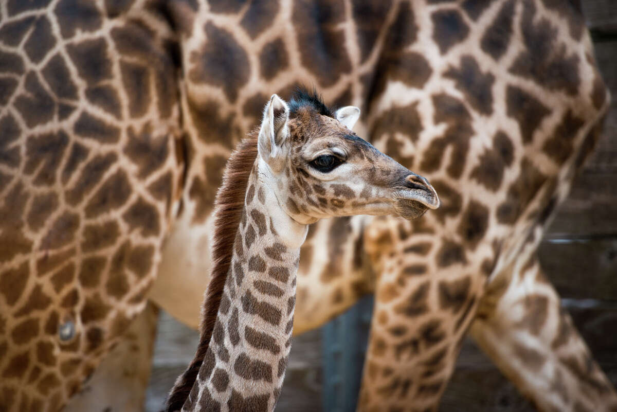 Houston Zoo Announces The Birth Of Another New Giraffe