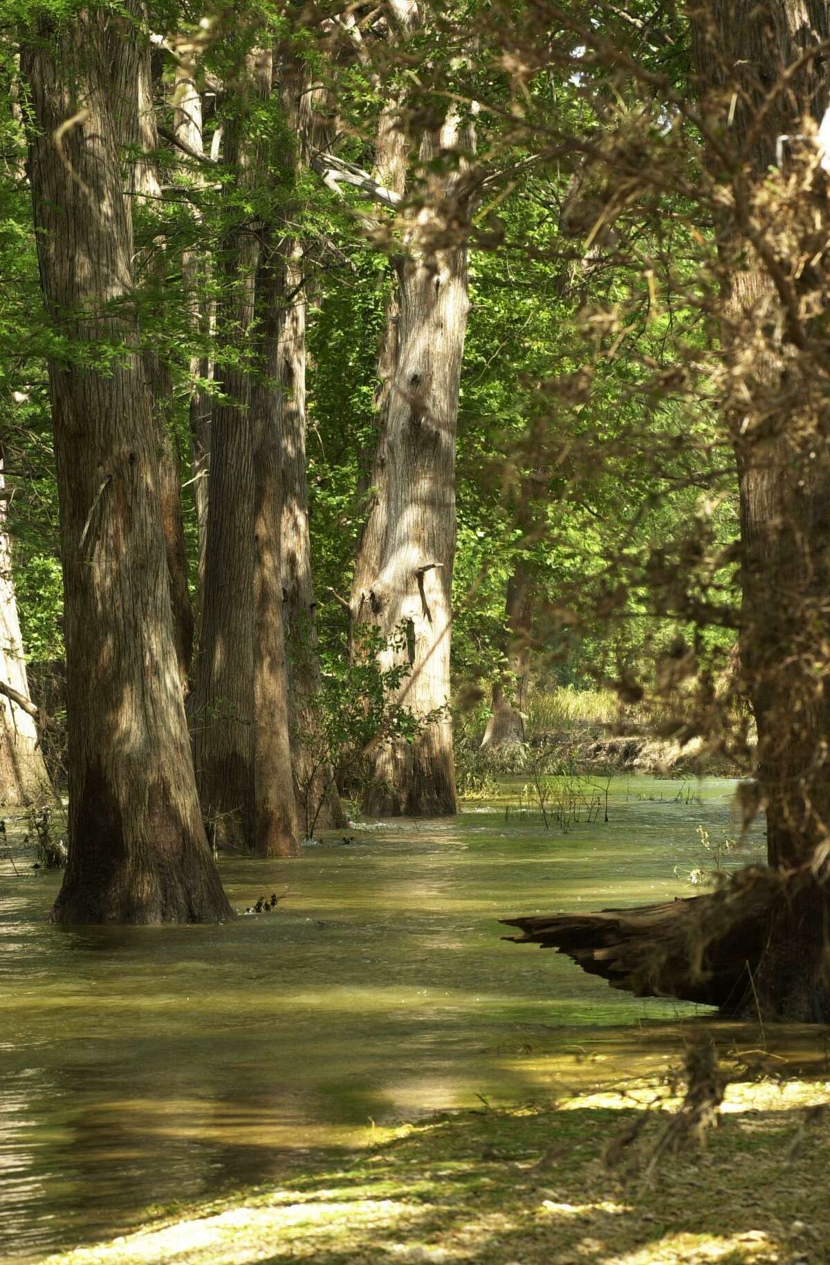 Three cypress trees line Cibolo Creek at the Cibolo Nature Center in this file photo. The Boerne City Council has denied a zoning request for nearby acreage that critics said would have allowed too many apartments for the area’s roads and endangered the creek’s water quality. Developers said their design went to great lengths to protect the creek.