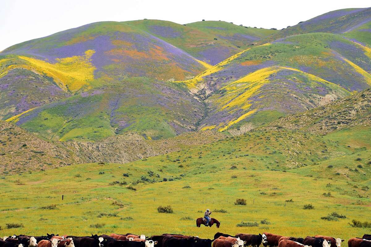 Ranch hands drive cattle to a new pasture against the backdrop of hills covered in blue, yellow and orange wildflowers, April 6, 2017, at Carrizo Plain National Monument near Taft, California. After years of drought an explosion of wildflowers in southern and central California is drawing record crowds to see the rare abundance of color called a super bloom. / AFP PHOTO / Robyn BeckROBYN BECK/AFP/Getty Images