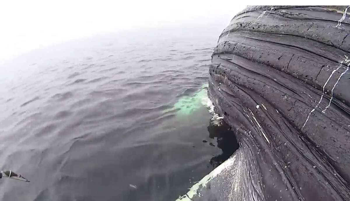 Pregnant great white shark munches whale carcass off Calif. coast for