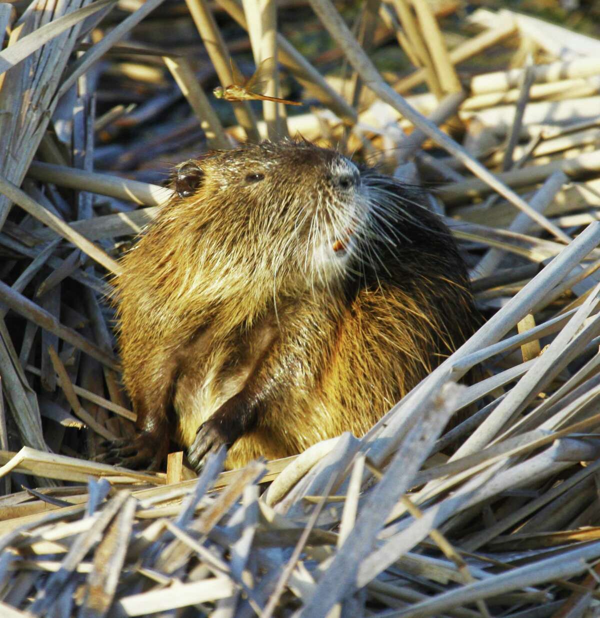 Nutria How they got here: Intentionally released in Texas and Louisiana in the 1930s, nutria are aquatic rodents native to South America.  Why they're bad: Nutria cause significant damage to wetlands, compromise levees and other structures with their burrowing, and displace beneficial native wildlife such as muskrats. (From the Houston Chronicle's Shannon Tompkins) What you can do: Install bulkheads on waterfront property to keep nutria from burrowing and prevent erosion. 