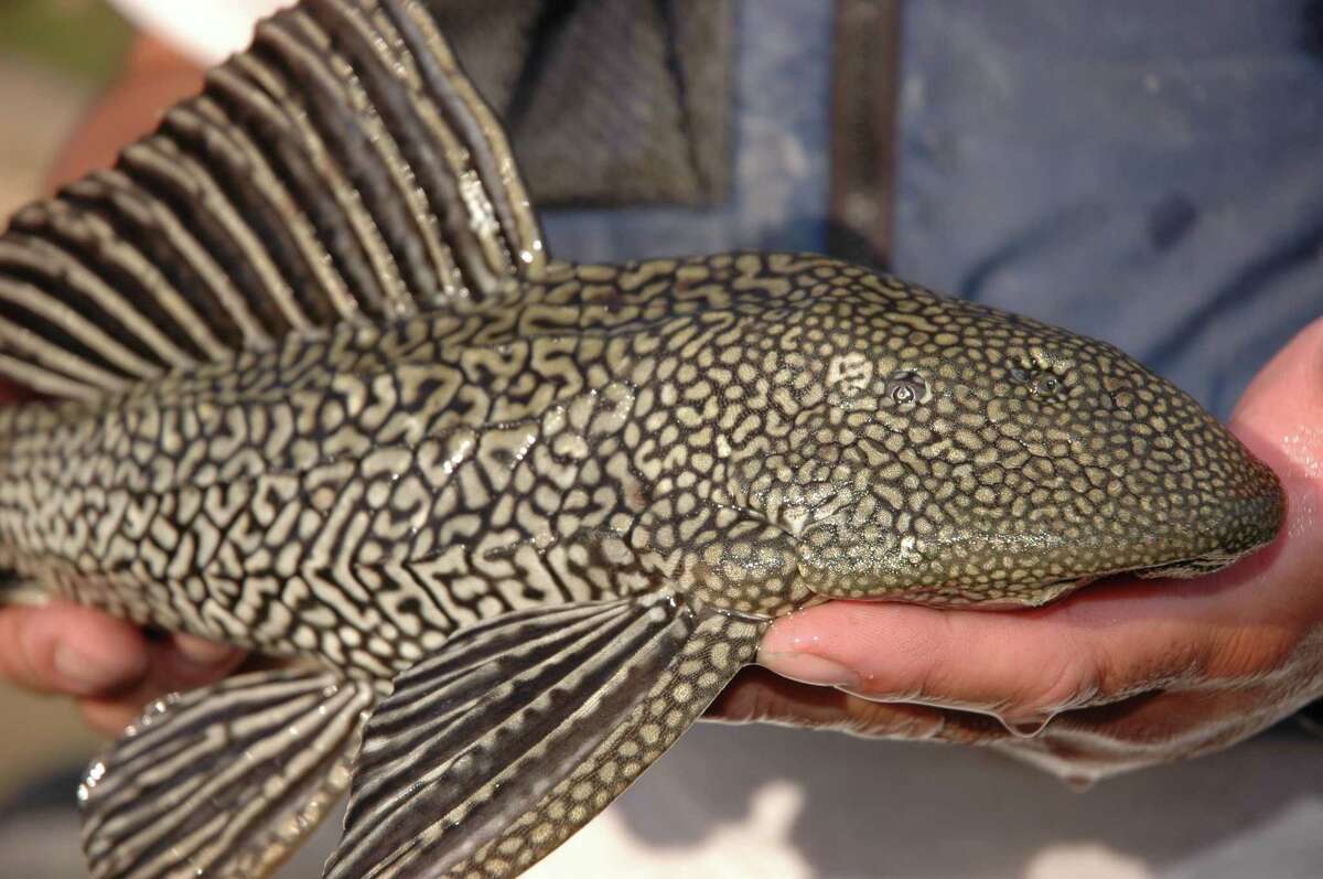 Armored catfish, native to South America, are one of dozens of alien species of wildlife intentionally released in Texas, resulting in significant harm to native wildlife and their habitat.