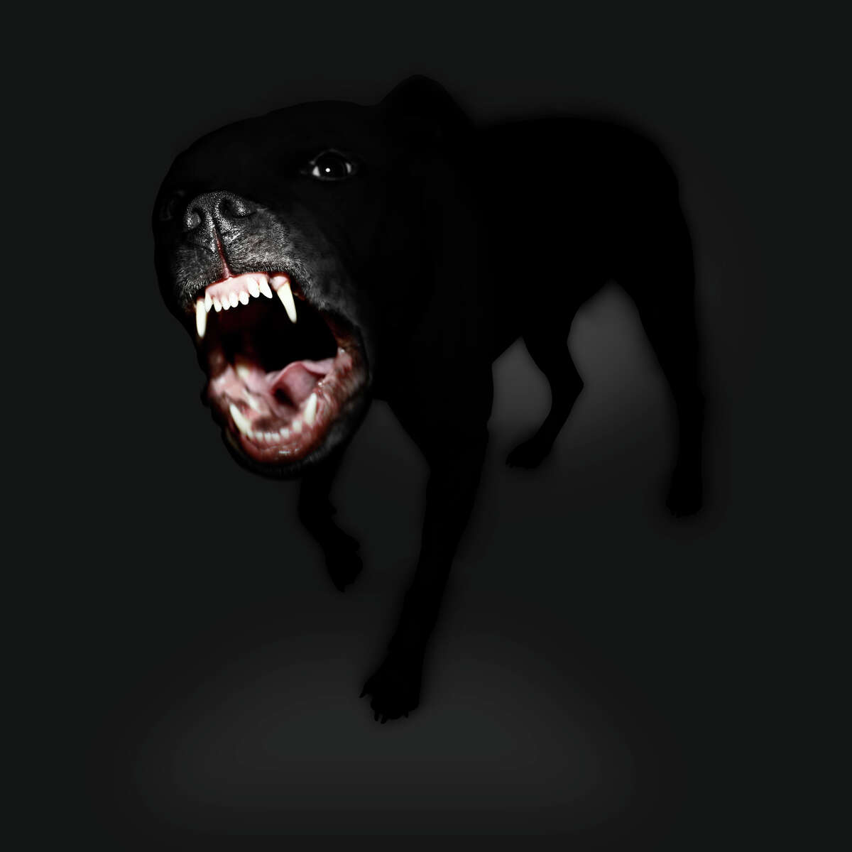 Scary dog. Злая собака. Питбуль злой. Злая черная собака. Доберман оскал.