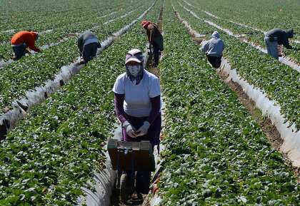 Open Forum H 2a Visa Helps Farmers But Also Widens Door For Labor Abuses Sfchronicle Com