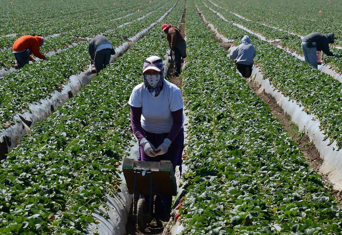 TO GO WITH AFP STORY by Leila Macor, US-politics-immigration-Internet Migrant workers harvest strawberries at a farm in this March 13, 2013 file photo near Oxnard, California. A new system that will require all US employers to check if job applicants are authorized to work, risks being a bureaucratic nightmare for immigrants and US citizens alike, critics say. The E-Verify system, part of a comprehensive immigration reform package passed by the US Senate last month, draws on official databases to decide if an individual has the right to work in the United States. The reform package -- which must still be approved by the House of Representatives -- also calls for the US-Mexico border fence to be bolstered as well as implementing E-Verify nationally. AFP PHOTO/JOE KLAMARJOE KLAMAR/AFP/Getty Images