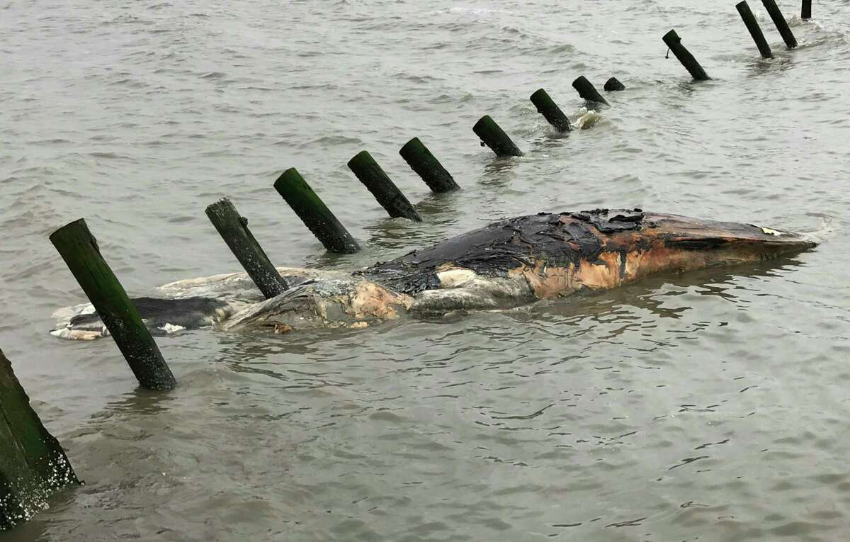 ADDS THAT THE WHALE IN THE PICTURE IS A HUMPBACK WHALE - This April 24, 2017 photo provided by MERR Institute, Inc. shows a dead humpback whale at Port Mahon, Del. Federal officials said humpback whales have been dying in unusually large numbers along the Atlantic Coast. (Suzanne Thurman/MERR Institute, Inc. via AP)