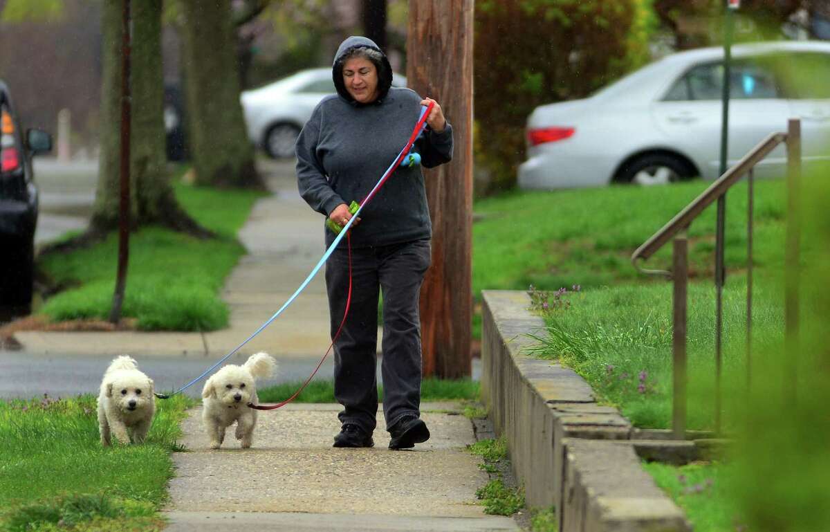During a light rainfall, Kay McTiernan walks dogs Milo and Max along Charlton Street in Stratford, Conn. on Tuesday Apr. 25, 2017. McTiernan walks the dogs for her neice's dog walking business All My Lovin' out of Fairfield.