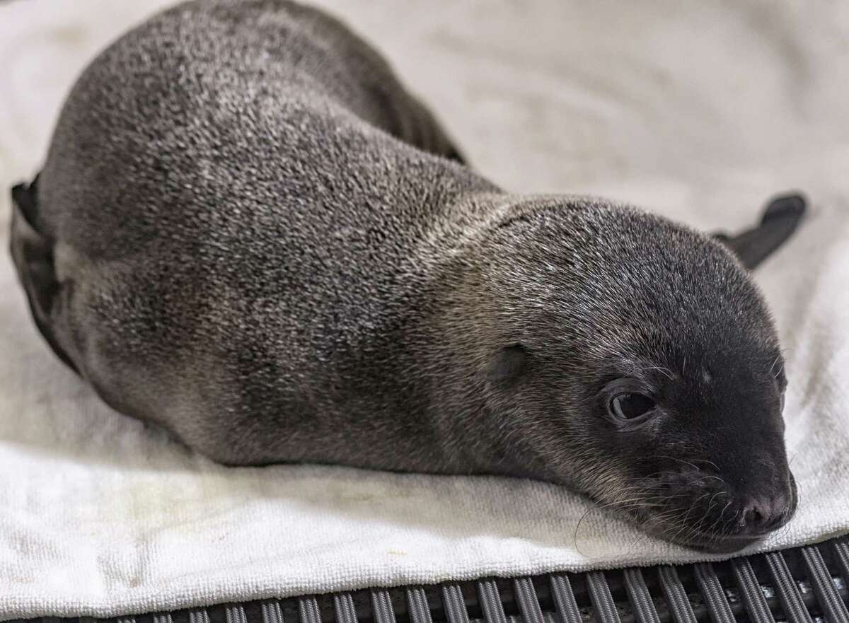 A day-old California sea lion pup rests Thursday at the Animal Care Center in San Diego.