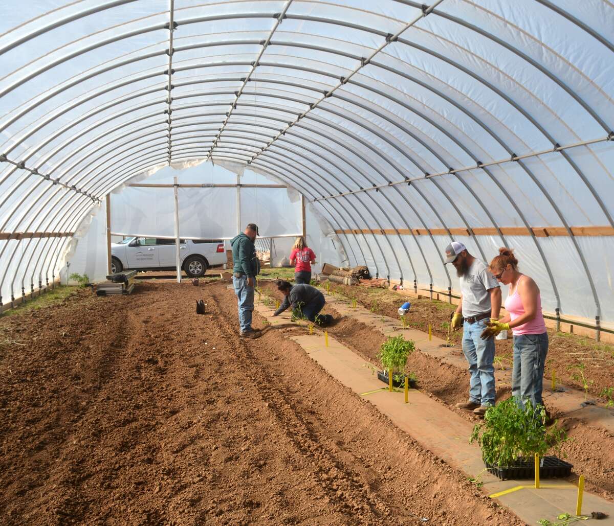 The Texas A&M AgriLife Research plant pathology team plants tomatoes in the high tunnels near Bushland.