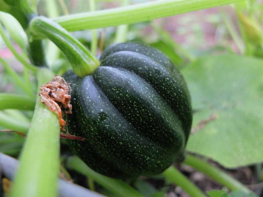 Serendipitous squash plant sprouts in the garden Houston