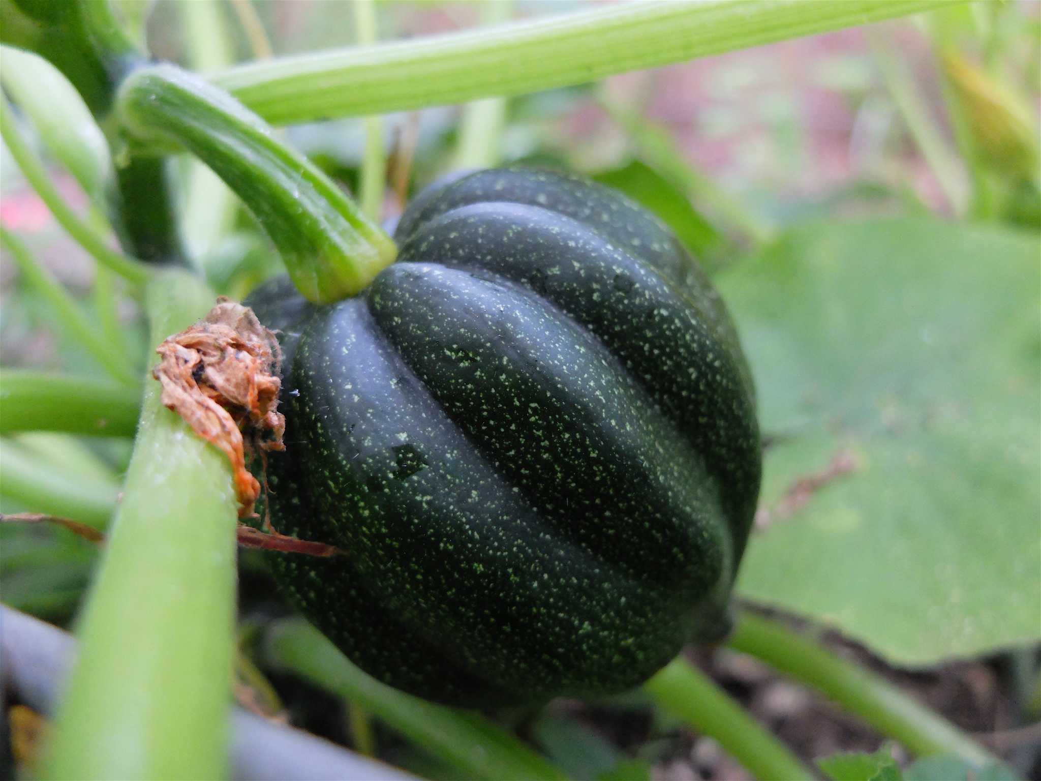 Serendipitous squash plant sprouts in the garden