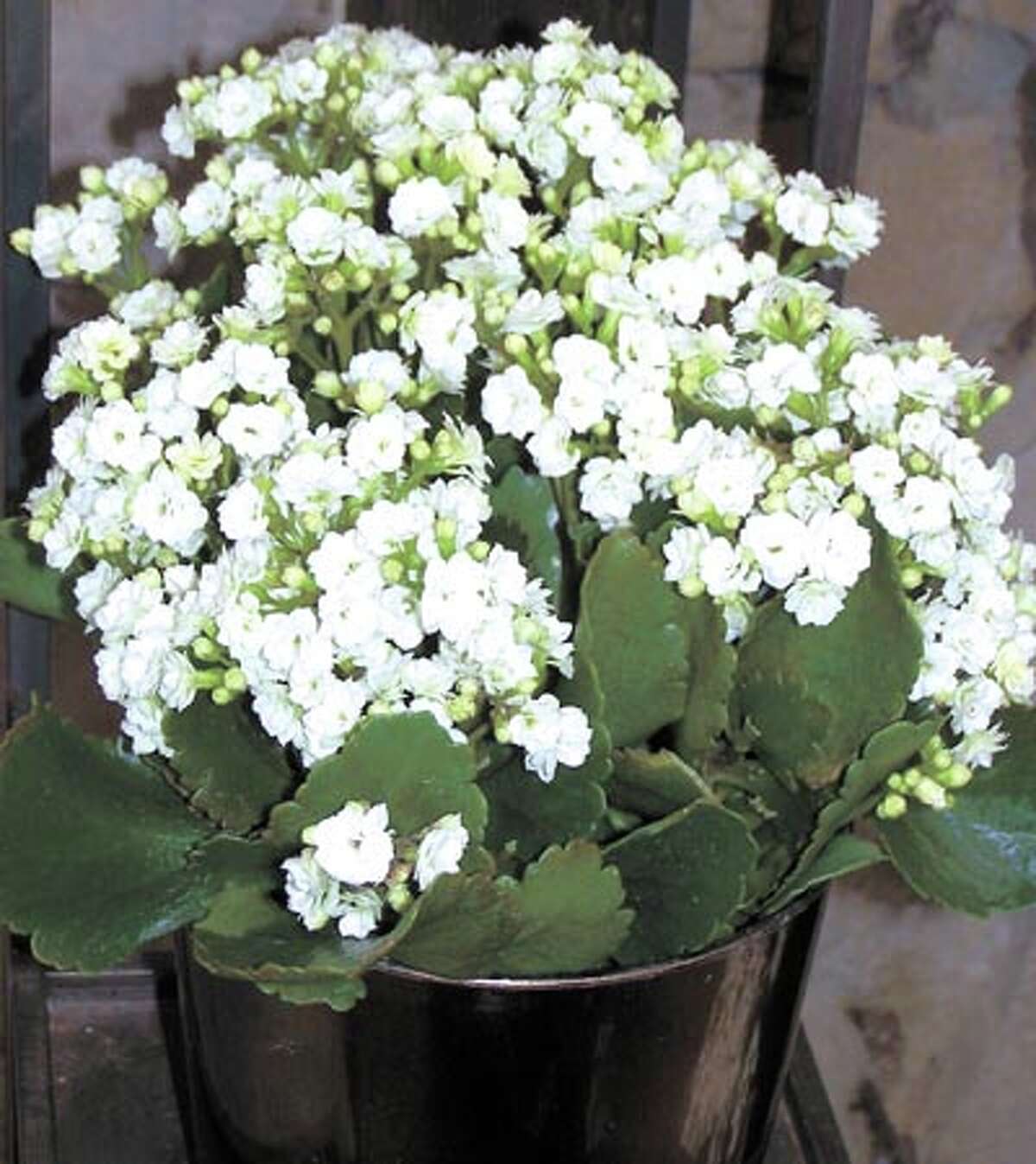 Mom will like you best if you’re the one who sends her beautiful flowers (like these kalanchoes or other flowers) or an amazing plant from the experts of the flower world, Flowerland.