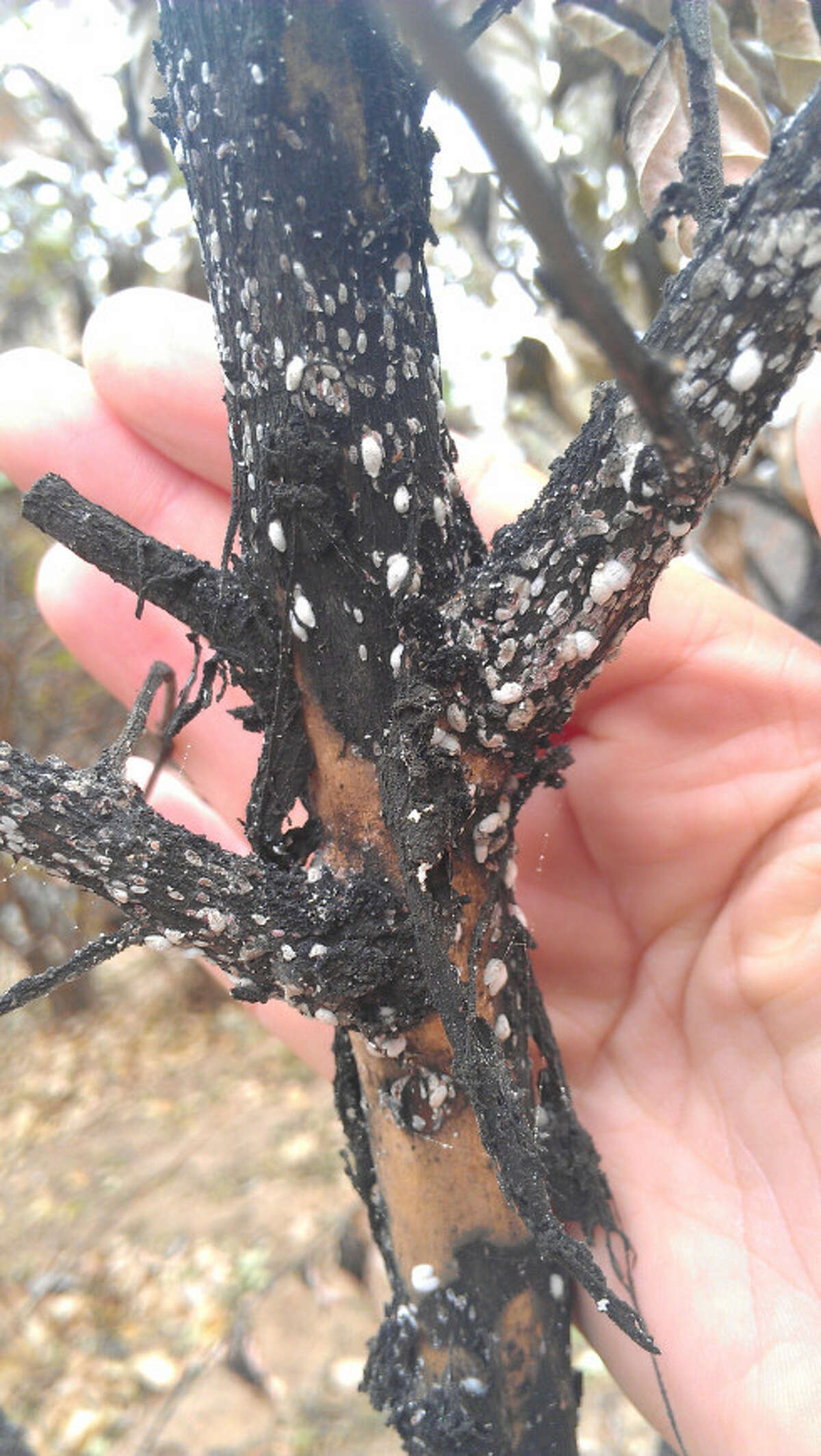 How to Control Crapemyrtle Bark Scale! - The Good Earth Garden Center