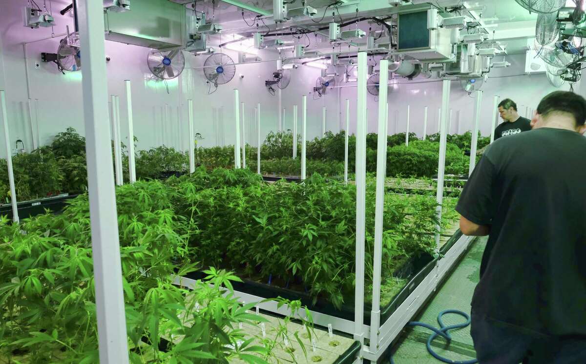 A joint venture involving a Texas Medical Center-based startup, a San Antonio company and a Houston company that specializes in indoor vertical farming is bidding for one of the first licenses to dispense medical marijuana in Texas.