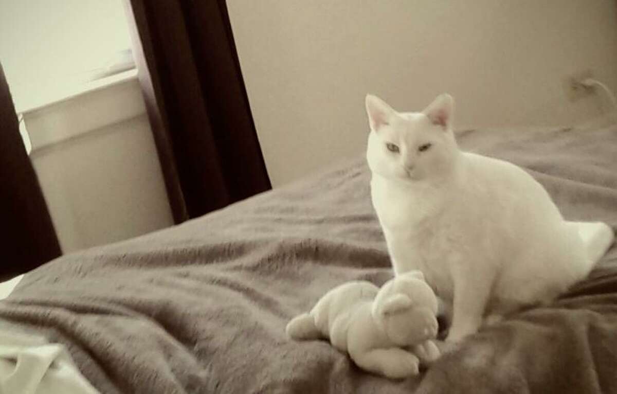 Stadtmiller’s all-white, extra-toed, icy-green-eyed cat, Dino with his Mini-Me