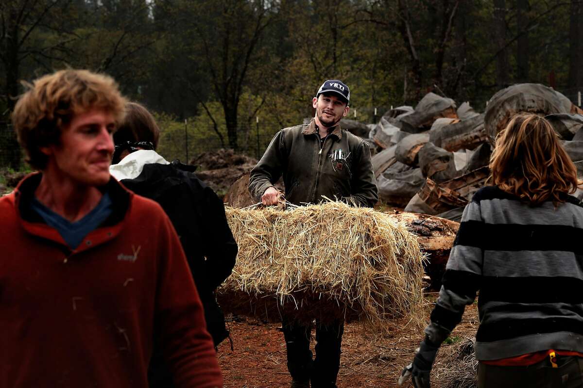 Caz Tomaszewski, (center) the president of Calaveras Cannabis Alliance, is seen on a friend's cannabis farm, preparing the site for June plantings, in Mountain Ranch, Ca. on Wednesday April 26, 2017.