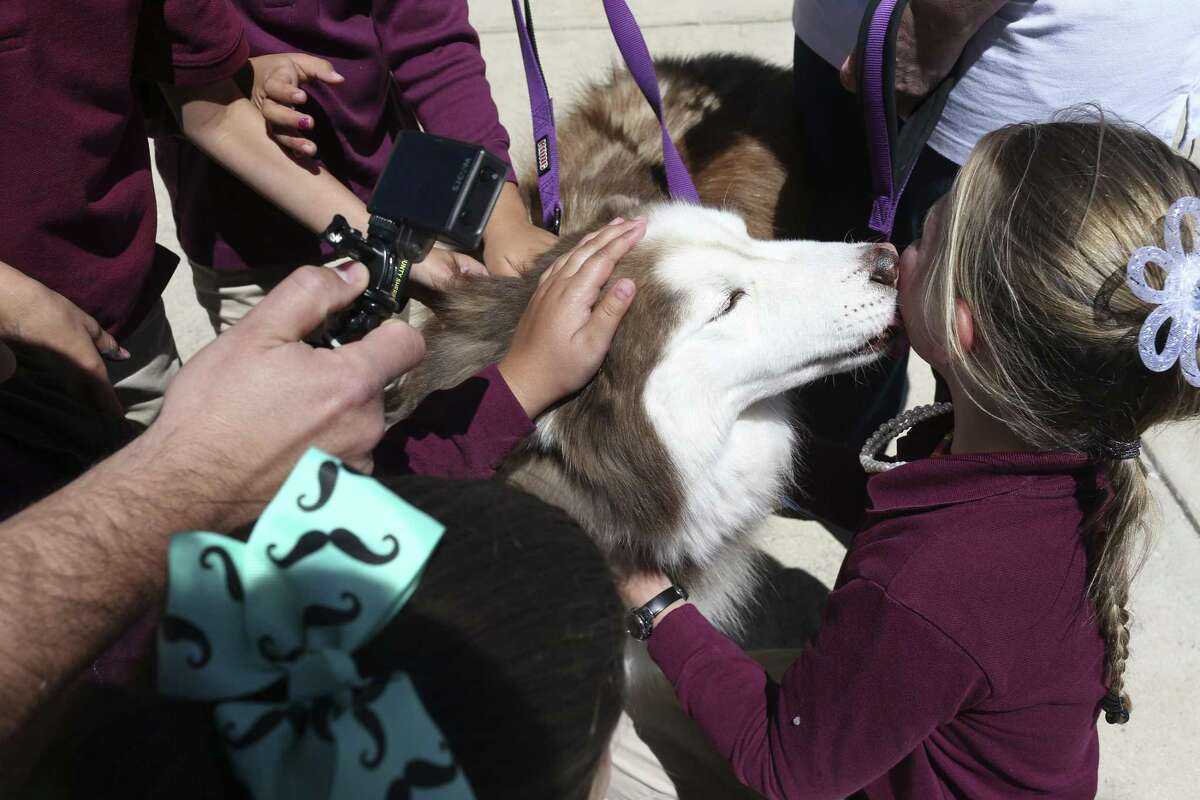 Children play with nine-year-old Alaskan Husky "Bellin" during his visit to The Children's Shelter, Wednesday, April 5, 2017. Bellin is a therapy dog owned by Dr. Kassia Kubena-Fontenot and her husband Steve Fontenot. Five years ago, Animal Care Services seized Bellin from an abusive owner and placed with the Fontenot family who helped him recover and pass therapy animal training to help other abuse victims.