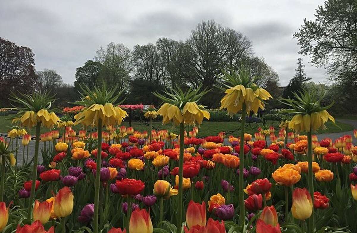 May 1  was a cloudy day. The average temperature was 62 degrees. 0.65 inches of rain fell. Tulips and fritillarias bloom among profusion of flowers in Albany's Washington Park on Monday, May 1, 2017. (Amanda Fries/Times Union)