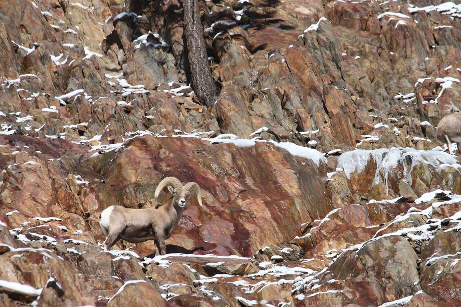 sierra bighorns on ledge of breakthrough