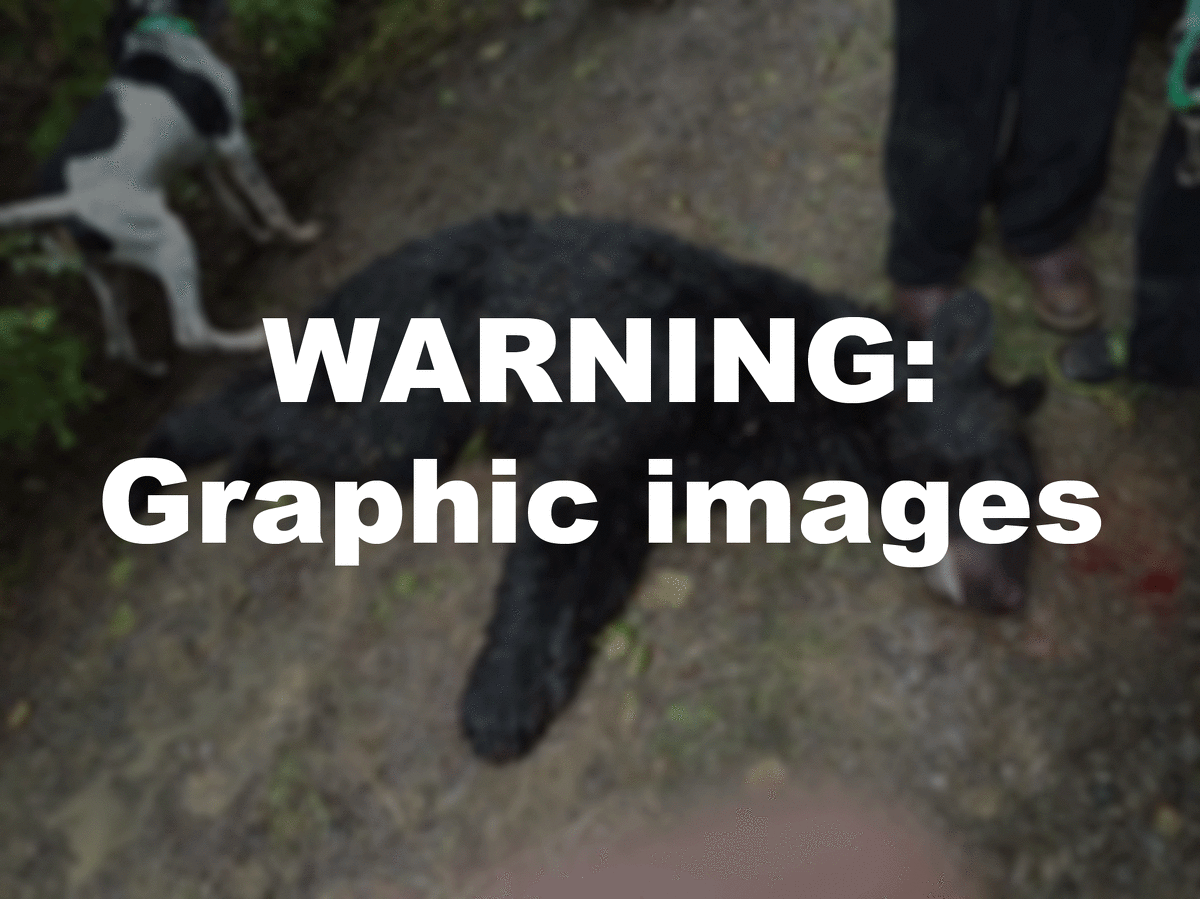 Graphic images of poaching