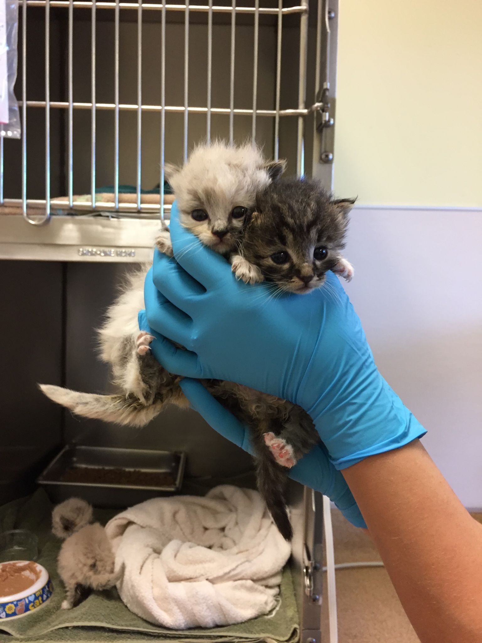 Photos: 'Unusual rescue' in Redwood City delivers 3-week-old kittens to safety - SFGate1536 x 2048