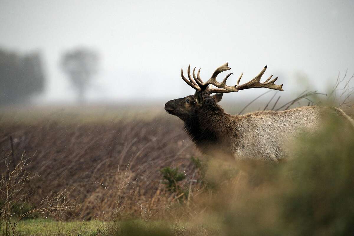 A bull Tule Elk emerges from the bushes at the Grizzly Island Wildlife Area in Suisun, Calif., on Monday, December 21, 2015. The tule elk at Grizzly Island in the Lower Delta have been propagating like champs in the past 35 years. In the late 1970s, the herd started with with just a handful of animals, but as the population expanded at Grizzly Island, individuals were darted, transplanted and used as seed stock to start new herds. The number of elk has expanded from that handful to provide the seed for 21 herds with 3,800 elk around the state. Once numbering close to 500,000, they were all but extinct, but because of the Department of Fish and Wildlife's transplant program, they are thriving.
