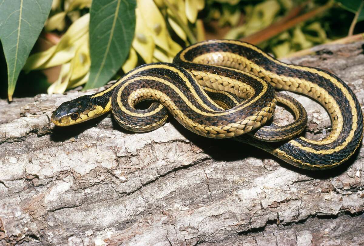 Eastern garter snake Non-venomous More information: Texas Snakes: A Field Guide