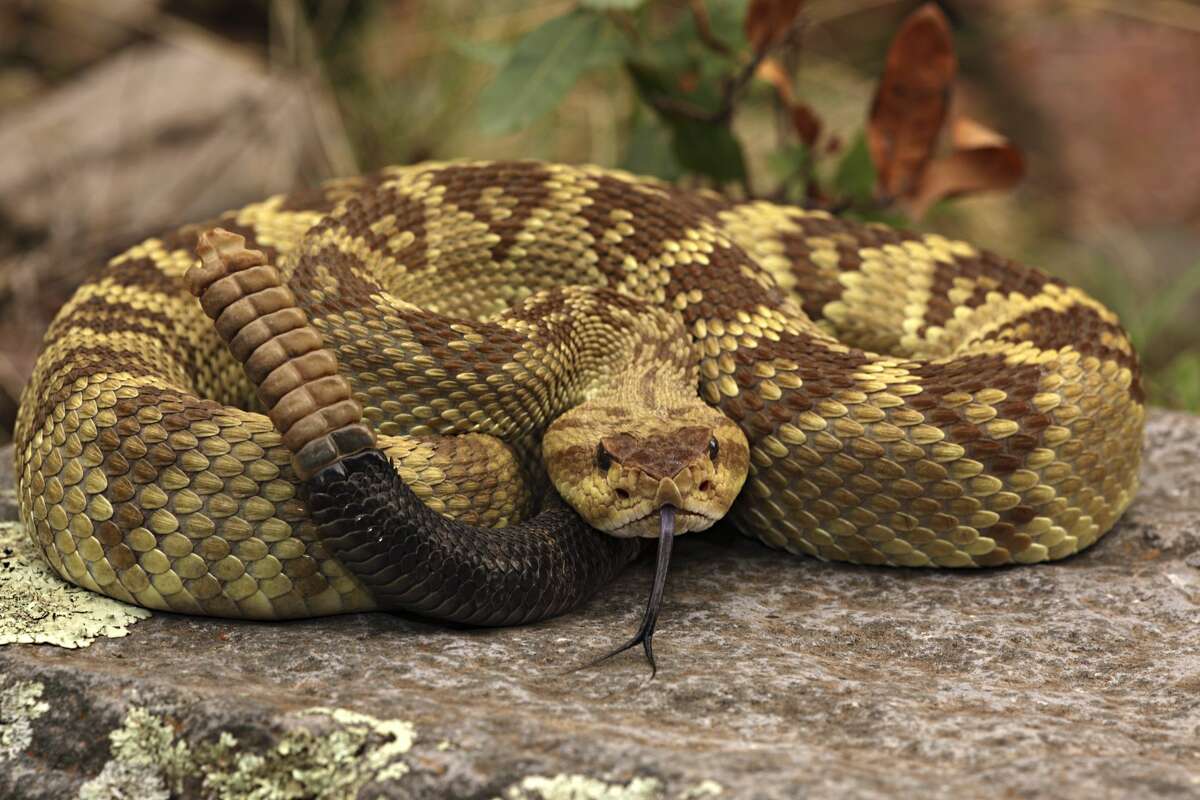 Black-tailed rattlesnake Venomous More information: Texas Snakes: A Field Guide
