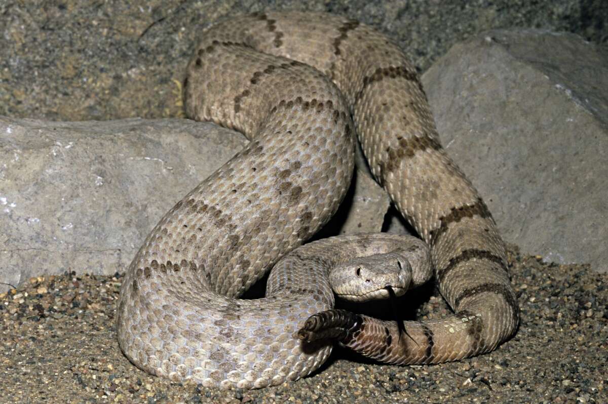 Mottled rock rattlesnake Venomous More information: Texas Snakes: A Field Guide