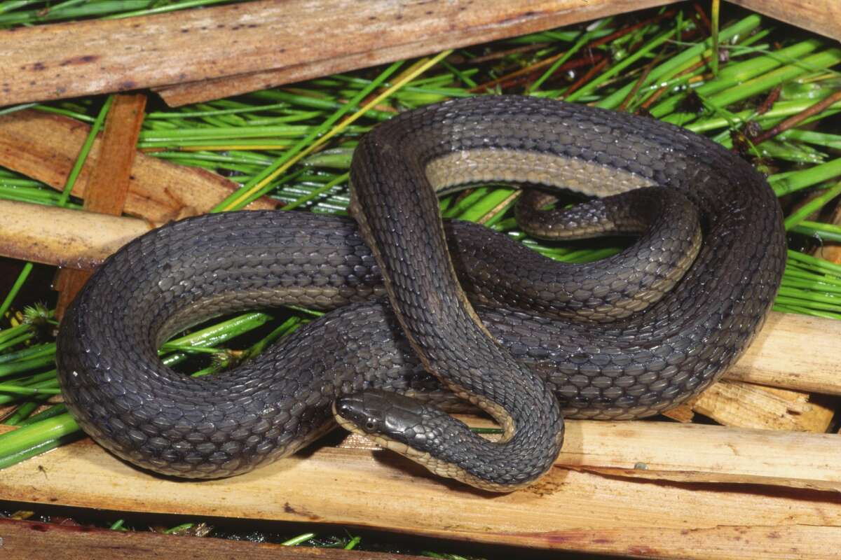 Graham's crayfish snake Non-venomous More information: Texas Snakes: A Field Guide