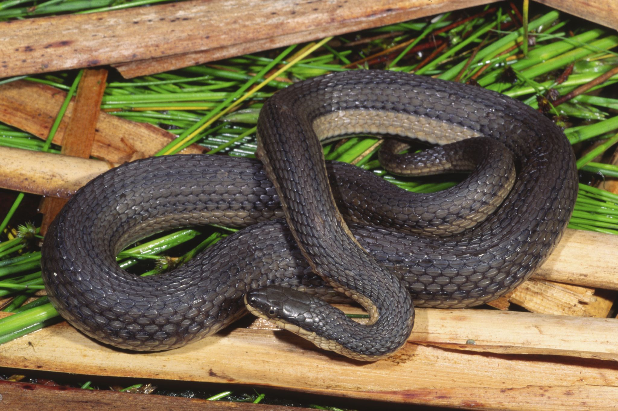 11 non-venomous snakes you want in your backyard